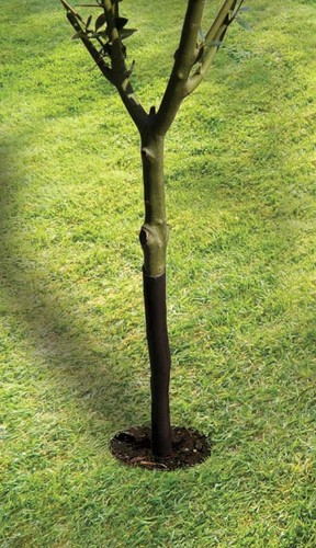 61cm spiral tree guard - 61cm, (24")