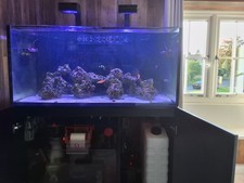 Red Sea Reefer 425XL Marine Fish Tank Full setup 
