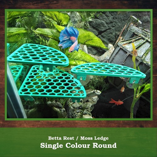 Aquarium shelf plant - plant,