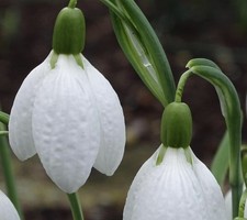 Galanthus Chantry Taffeta