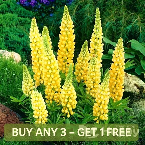 Russell lupin chandelier 50 - russell,