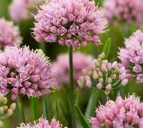 Allium collection 3 - of,