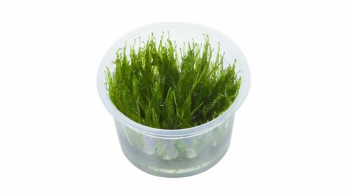 Taiwan moss live tropical - taiwan,