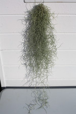 Spanish moss - spanish, (tillandsia)