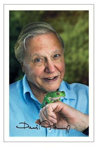 David attenborough nature - david, tv