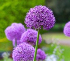 Allium 9cm Pot Perennial