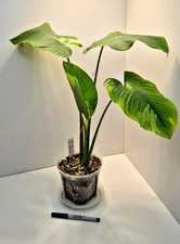 Homalomena Sp. variegated #2