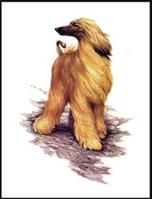 AFGHAN HOUND DOG ART PRINT