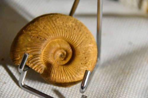Rare ammonite perisphinctes - rare,