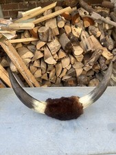 Antique Cow Cattle Horns