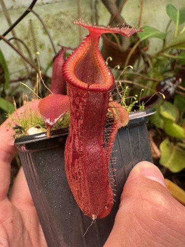 Nepenthes lvb vmv - nepenthes,