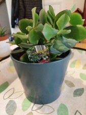 Curly Jade Plant – 12 cm Pot