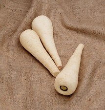 PARSNIP GLADIATOR F1  350 SEEDS