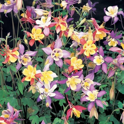 Aquilegia caerulea mrs scott - caerulea, "mrs