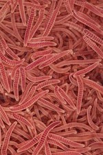 Blackworm +100 Healthy Variety