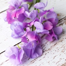 3 x Specialist Sweet Pea Plug