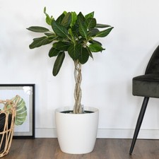 Ficus benghalensis Audrey braided stem in hydro pot with watermeter 27cm Pot T&M