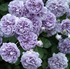 JAPANESE CLIMBING ROSE   RAINY