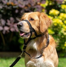 Halti Headcollar Non Pull Dog