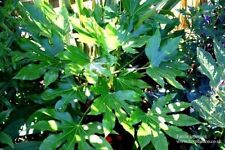 Fatsia Japonica Japanese Aralia 9cm Pot Shade Loving Evergreen Exotic