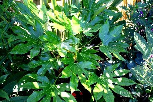 Fatsia japonica japanese - japonica,
