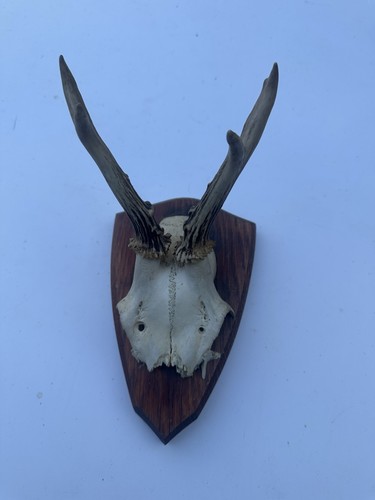 Wall mounted roe buck - wall, deer