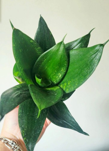 Sansevieria loops pride - , pot