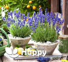 LAVENDER HIDCOTE BLUE - 150