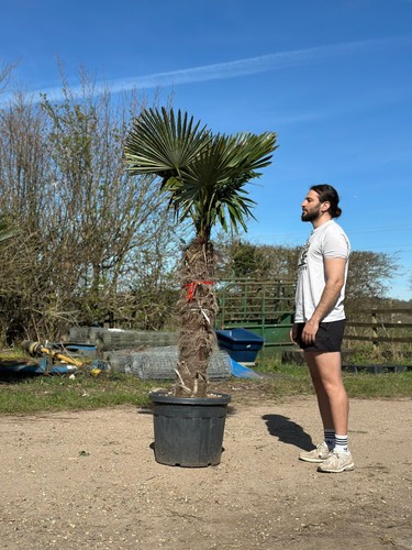 7ft trachycarpus fortunei palm - 7ft,