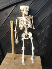 75cm tall anatomical human - 75cm,