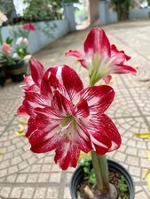 Imported Amaryllis Lily Dark