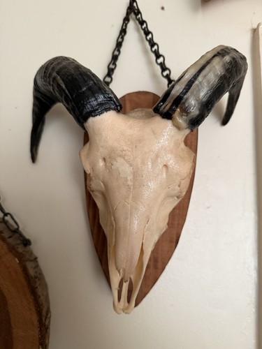 Ram lambs skull taxidermy wall - lambs,