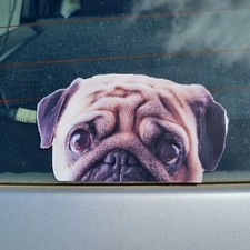 Cute Pug Dog Puppy Peeper