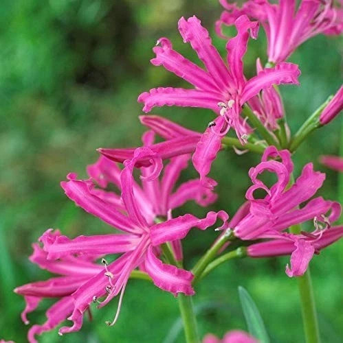 Pretty imported double nerine - imported,