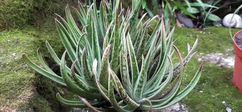 Gasteraloe white wings - gasteraloe, wings"