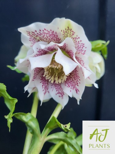 Helleborus orientalis double - orientalis,