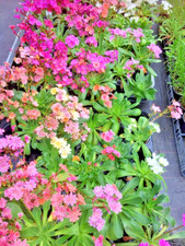 3 x Lewisia 'Elise Mix' Alpine Perennial 9cm Pot. 3 Random Mixed Colour Shades