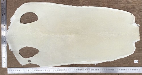 Genuine stingray shagreen skin - stingray,