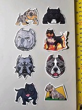 Pocket bully pitbull - bully,