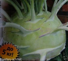 GIANT KOHLRABI - CAN WEIGH