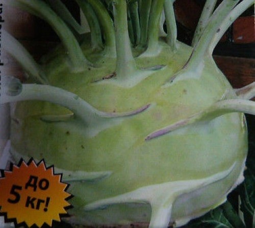 Giant kohlrabi can weigh - can,