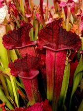 Sarracenia Juthatip Soper