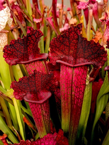 Sarracenia juthatip soper - sarracenia,