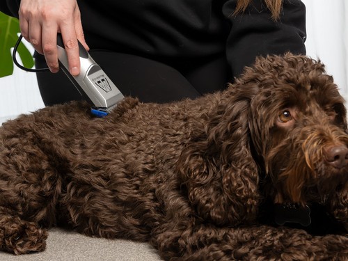 Masterclip cockapoo home pet - masterclip,