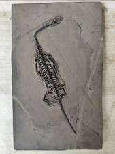 Natural Keichousaurus Skeleton