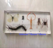 REAL Insect Specimen Taxidermy  Insects Science Oddities Weird Strange Animal