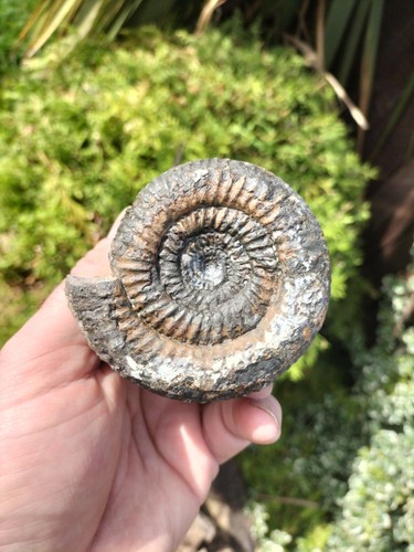 Huge catacoeloceras crassum - catacoeloceras,