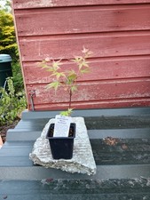 Acer palmatum   'Beni-tsukasa'