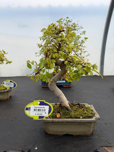 Chinese elm zelkova shape - chinese,