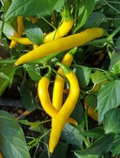 3x Pepper Chilli 'Golden Cayenne' Plug Plants Vegetables -End of April'25